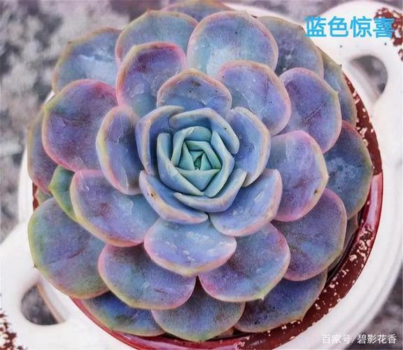 是一种浅蓝色的拟石莲花属多肉,叶片层层叠叠像个小包子,出状态后叶片