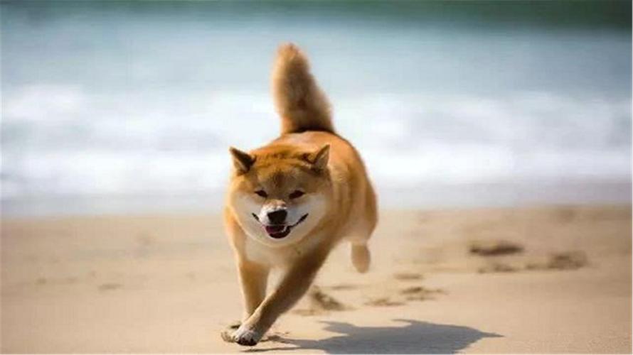 柴犬生完宝宝掉毛