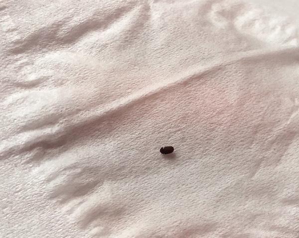 和这两天下雨潮湿有关系吗,屋里没有吃的东西,请问是什么虫子怎么有的