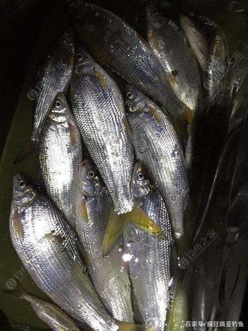 江南立秋前后一年中超高温过度季之野钓水库黄尾攻略a:钓位选择