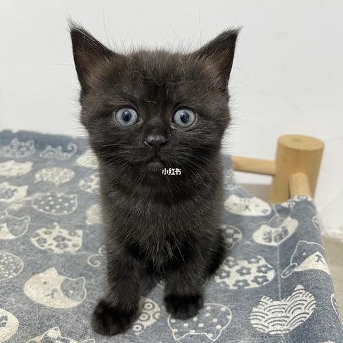黑猫黑猫英短_英短_宠物_我家宠物好可爱_宠物_猫