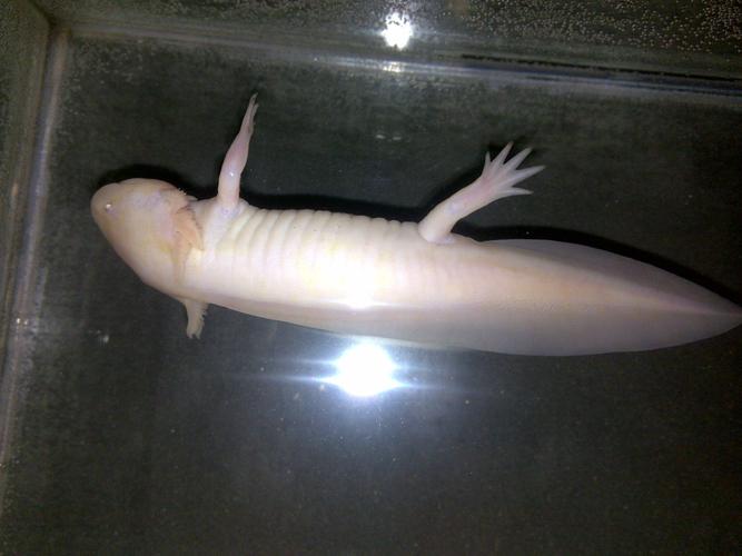 六角恐龙快不行了!求救!吐出来一颗石子但还是侧飘着!坐等!焦急!