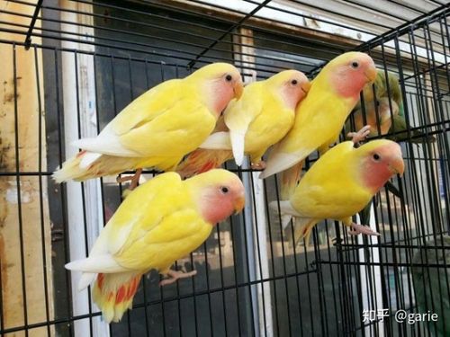 玄凤鹦鹉牡丹鹦鹉虎皮鹦鹉哪个好分别介绍下各自的优缺点