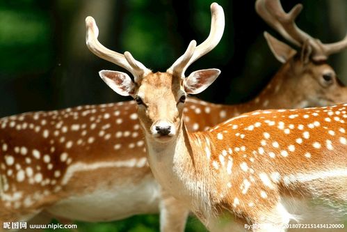 摄影 生物世界 野生动物  方式: 共享素材    