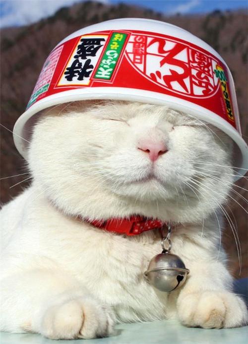 宅家云吸猫丨日本初代网红猫回喵星球了,别忘了我们还有181只"大内