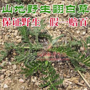 真品野生翻白草