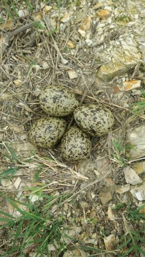 今天钓鱼,在水库边发现了这样形状的蛋,有朋友知道这是什么蛋吗?