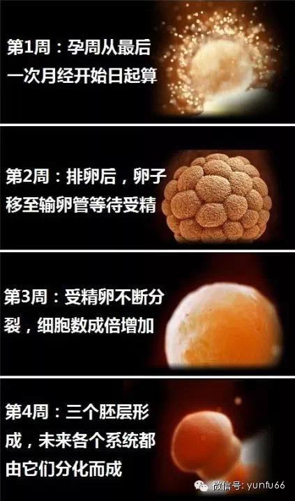 1到40周的胎儿详细发育图!