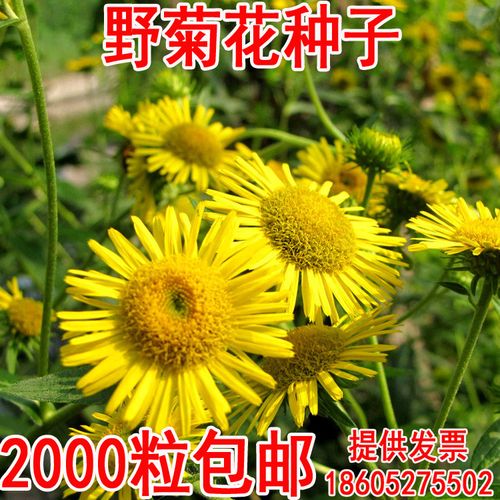 毅泽种业专业出售花海专用草籽野菊花种子野黄菊花苦