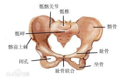髋骨又由髂骨,坐骨和耻骨组成(在成体这三块骨融合成一块骨).