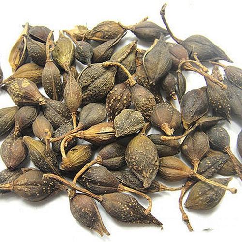 每日中药连翘