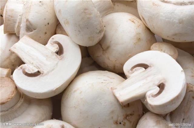 双孢菇(口蘑科)