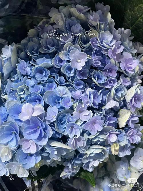 美到爆的绣球花