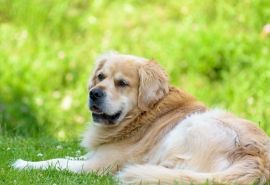 金毛犬萌宠图片大全桌面壁纸高清大图预览1920×1200_动物壁纸下载_美