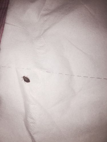 今早在床上发现的 会咬人这是什么虫子?