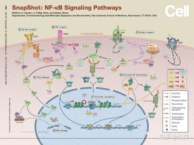 经典信号通路总结——nf-κb信号通路