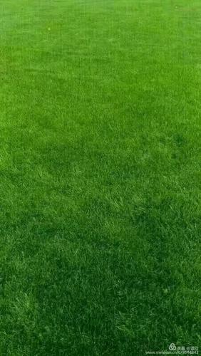 绿色清新护眼图