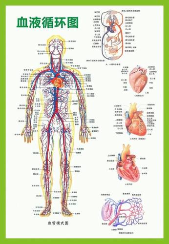 人体血液循环过程手抄报 手抄报版面设计图