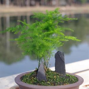 房间塑料仿真植物花盆栽简约小盆景欧式酒店清新云松盆景卧室迎客 &