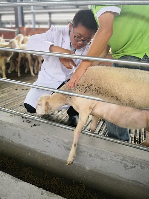 张开荣给羊打针(央广网发受访者供图)