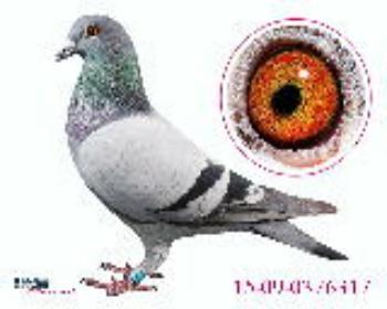 649007 世界大名鸽"飞戈"多 ￥1000元  ￥ 2200元