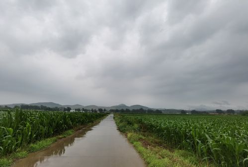 早晨,雨中的田野