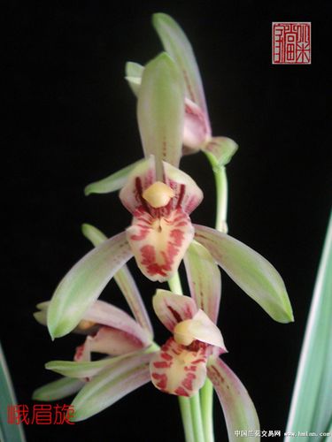 四季花魁之峨眉弦-叶艺篇-中国兰花交易网社区