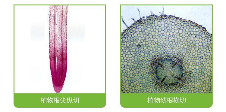 直销显微镜厂家配镜推荐显微镜玻片91种永久装片细胞生物标本切片