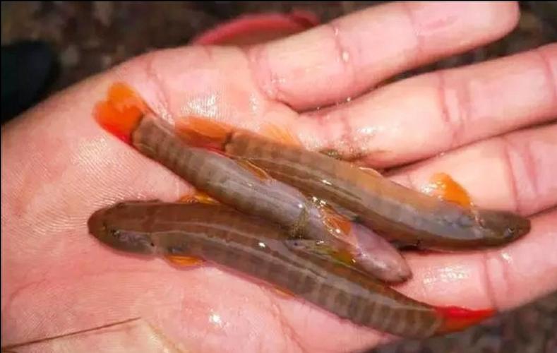 红尾巴鱼简介及做法