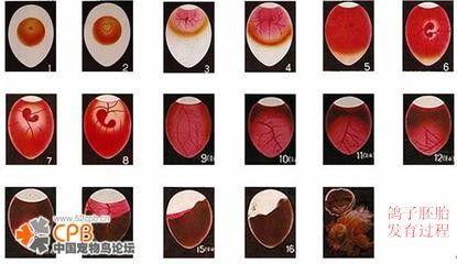 孵化育雏-牡丹鹦鹉爱好者之家