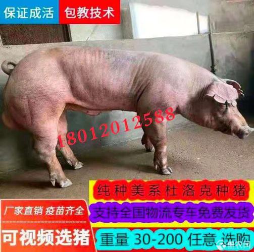 原种太湖母猪苏太母猪二元母猪杜洛克长白大约克种公猪苗活体包邮
