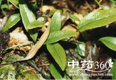 庐山石韦有哪些作用庐山石韦有哪些功效