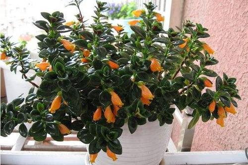 金鱼吊兰什么时候开花金鱼吊兰花期是几月