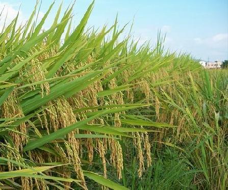 有机作物产量比传统作物产量低20%