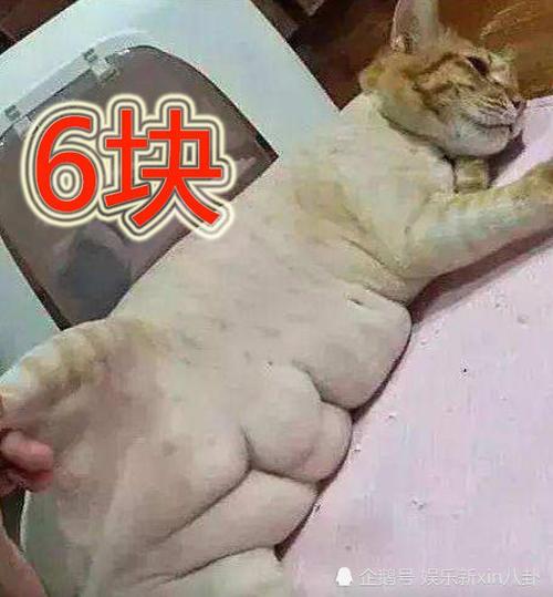 猪腹肌表情包 (第2页),qq伤感头像男生露腹肌,男生腹肌没脸照片:量殚