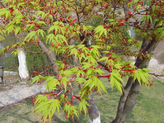 拉丁名:acer palmatum 槭树科 槭属  鸡爪槭叶形美观,入秋后转为鲜