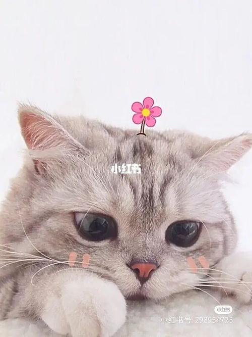 猫咪背景图_猫咪_素材_壁纸