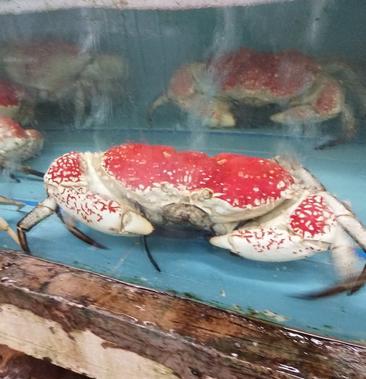 皇帝蟹进口皇帝蟹大又靓