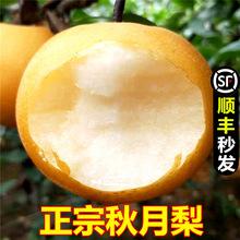 顺丰包邮正宗山东秋月梨羊脂香梨子丰水新鲜水果莱阳梨冰糖梨 5斤