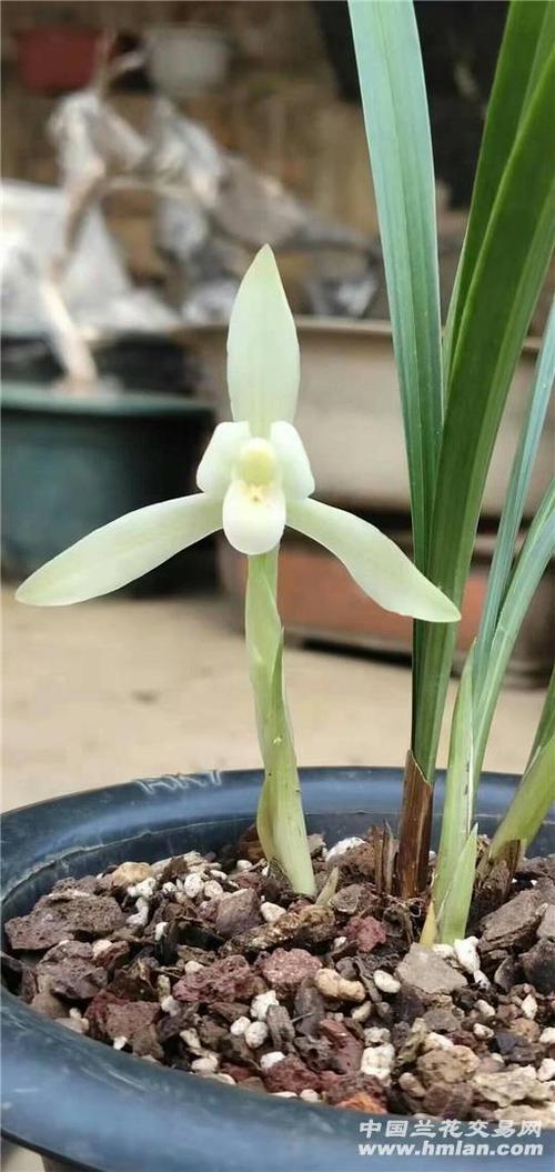 春兰素花-春兰篇-中国兰花交易网社区