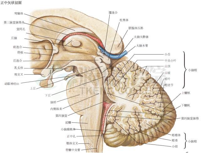 网易首页>正文申请入驻> 正中矢状切面图中显示了呈菱形的第四脑室.