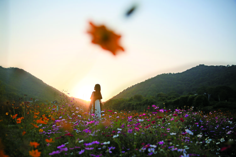 夕阳西下,花海如梦似幻.