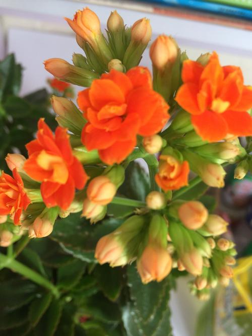 静待花开——橙色长寿花