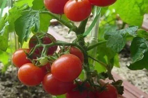 番茄种植蓟马危害果实的症状及高效防治方法来学学