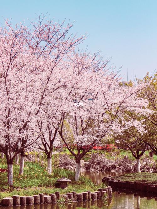 宁波樱花公园又到开花时,拍照机位很重要_樱花_摄影_赏樱_中兴_约拍