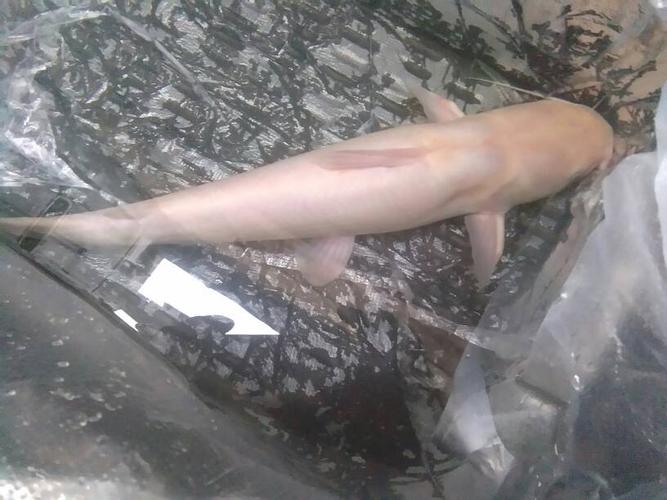 像胡子鲢鱼白色的是什么鱼