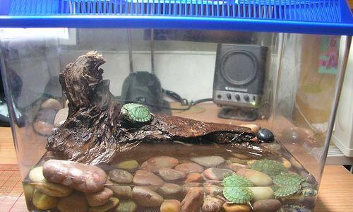 巴西红耳龟的人文历史:一只乌龟的扩张之路