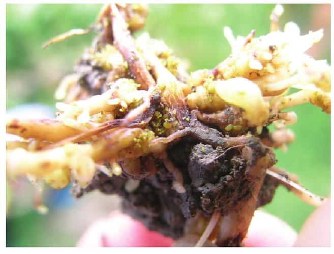 葡萄根瘤蚜属同翅目,根瘤蚜科.