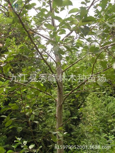 【特价处理】供应 江南桤木 当年苗 规格齐全 江南桤木树