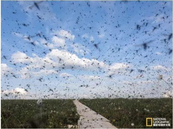 9个蚊子冷知识大家都是人怎么就吸你的血